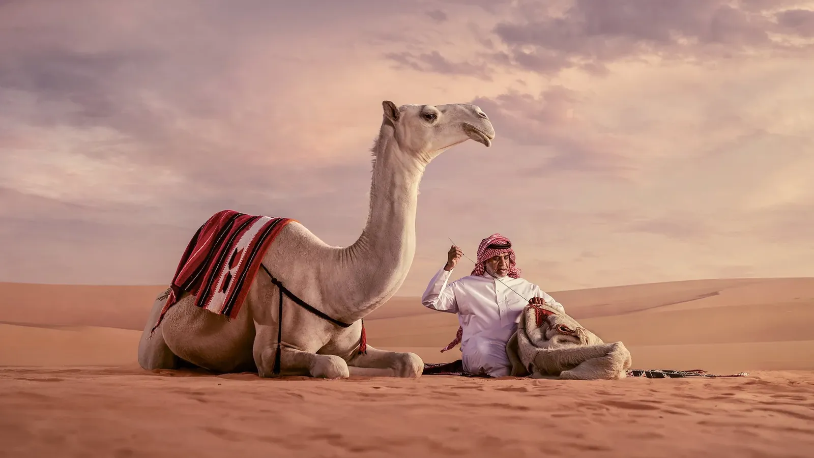 جمل ورجل كبير في الصحراء وقت الغروب، من تصوير طارق الثاقب